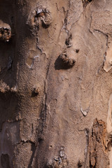 Obraz premium tronco di Melograno