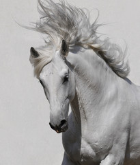 Fototapeta premium white horse