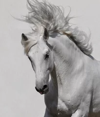 Foto op Canvas wit paard © Viktoria Makarova