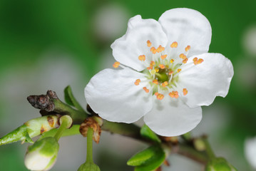 Spring Flower