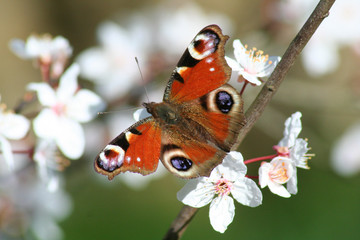 Papillon Paon du jour