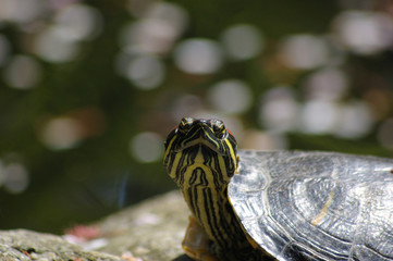 カメラ目線のカメ