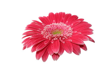 pink gerbera flower, isolated on white background