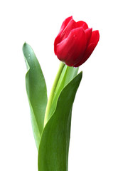 beautiful isolated red tulip flower with leaves, isolated