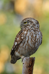 The Little Owl (Athene noctua), K.Tivon, Israel
