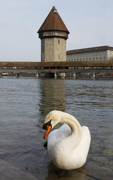 Luzern, Schwan vor Kapellbr&uuml;cke mit Wasserturm