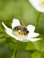 Anemone  and bee
