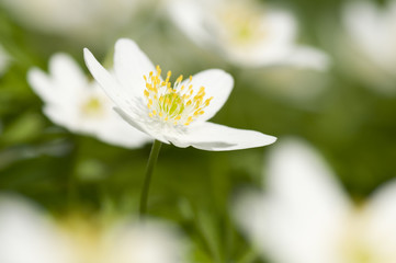 Anemone  spring flowers