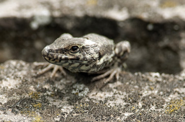 Wall lizard