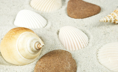 muscheln und steine im sand