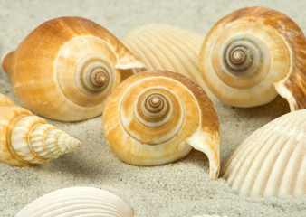 muscheln im sand