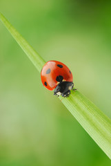 Marienkäfer f