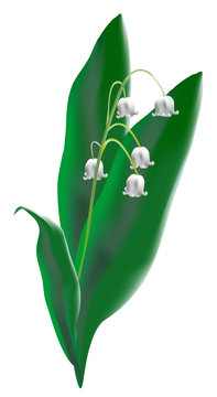 muguet