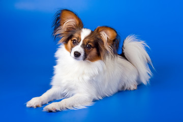 Young papillon