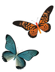 two butterflies orange and blue color on white