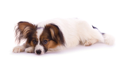 Young papillon