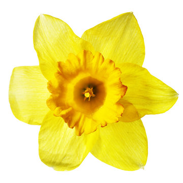 Yellow narcissus