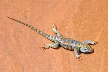 Desert Spiny Lizard