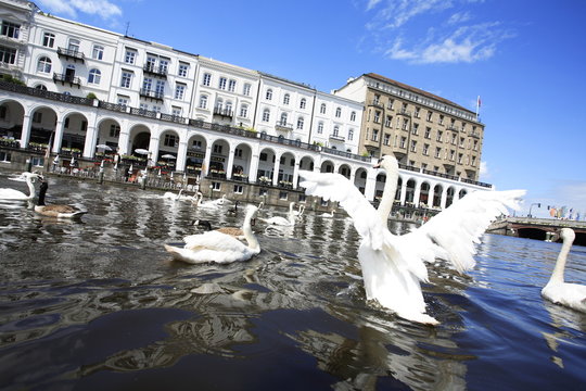 Hamburg, Alster, Schwan