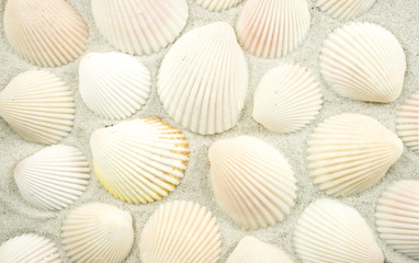 weiße muscheln im sand