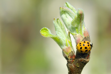 coccinelle