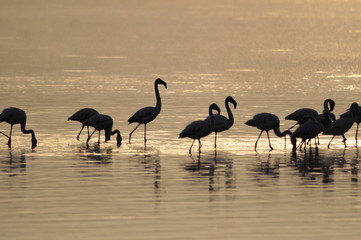 Lesser Flamingo at sunrise, Kenya, Lake Nakuru