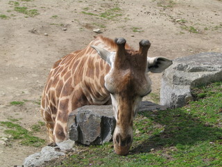 Obraz premium girafe