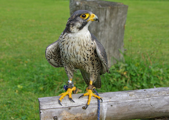 Der sportliche Flieger