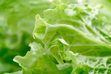 green salad closeup