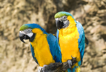 Two parrots © Ionia