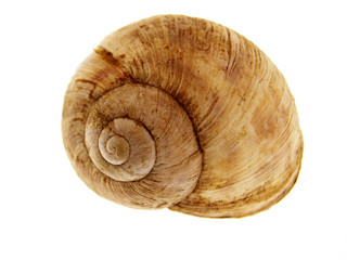 fossilized isolated on the white