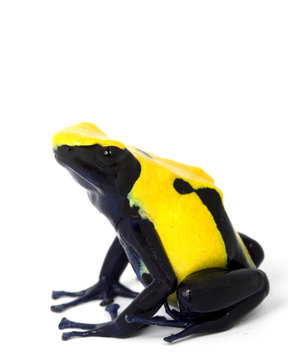 Citronella Dyeing Poison Dart Frog
