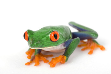 Red-eyed Tree Frog