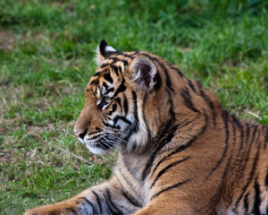 Obraz premium Tiger Cub