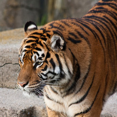 SIberian Tiger