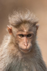 Bonnet Macaque Portrait