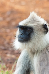 Fototapeta premium Hanuman Langur Portrait