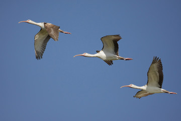 White Ibis (Eudocimus albus)