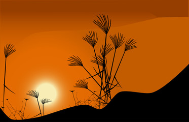 Grass and sunset - nature background
