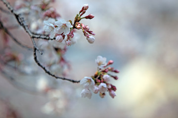 Obraz premium Cherry Blossom Festival