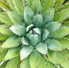 Agave -- Agave arizonica -- sometimes used to make tequila