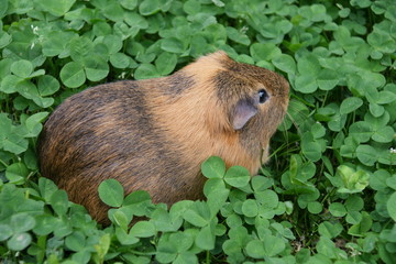 cobaye dans les trèfles