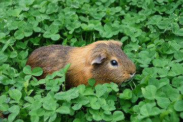 petit cobaye dans les trèfles