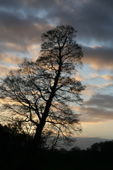 Fototapeta na wymiar Silhouette of tree at sunset