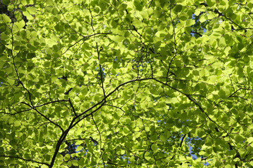 Green leaves