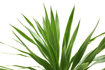Fototapeta premium dracaena reflexa lam sur un fond blanc