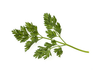 Kerbel, Anthriscus, Cerefolium