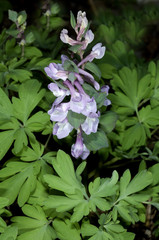 Laerchensporn, Corydalis, cava