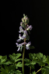 Obraz premium Laerchensporn, Lärchensporn