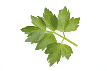 Liebstoeckel, Levisticum, officinale